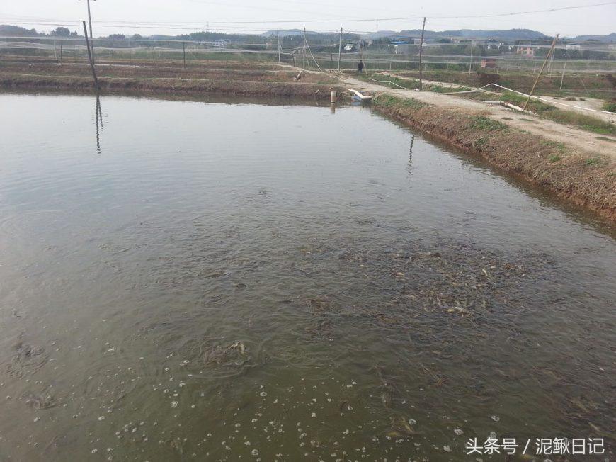 泥鳅养殖技术资料大全,泥鳅养殖新技术发展前景