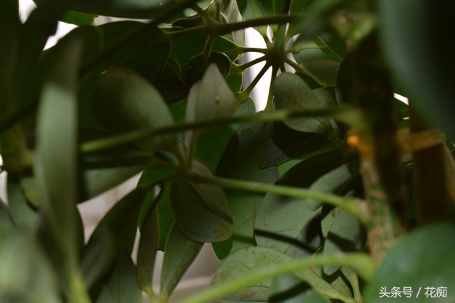 吊兰根部虫害,吊兰如何防止虫害