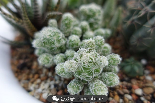 新手种植多肉植物教程,爱生活爱养花花卉绿植养护小知识