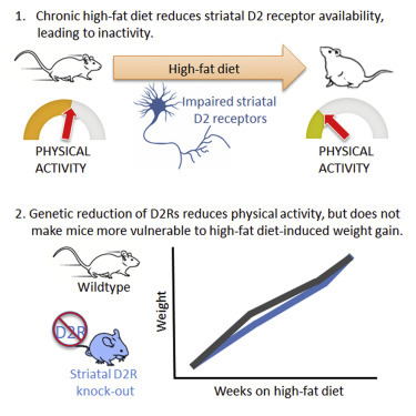 瘦子懒不想运动,不爱运动是因为懒吗