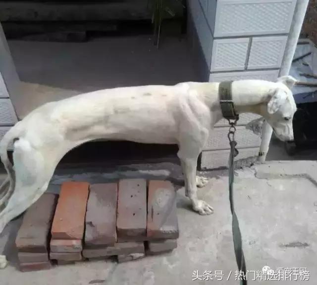 古老的狩猎犬中国细犬的落寞,中国古代细犬狩猎兔子