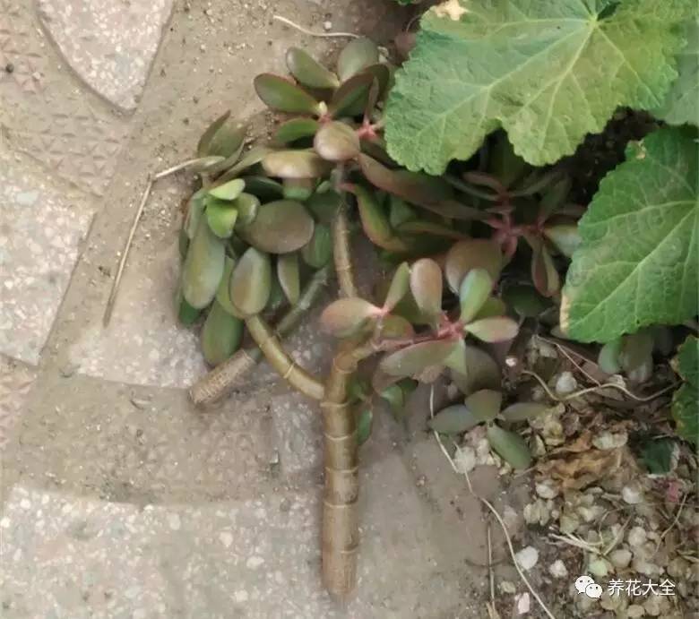 花死了花盆要不要扔,花死了要不要扔