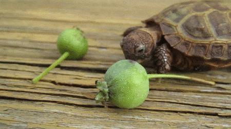 这个指甲就是长不长，我也不知道为什么，大神们都来给女神支招啦