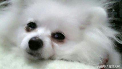 狗狗泪痕的有效消除方法,狗狗泪痕怎么去除方法简单有效