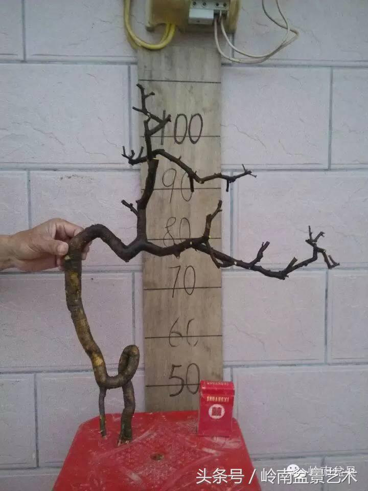 请厚爱你的野生树桩