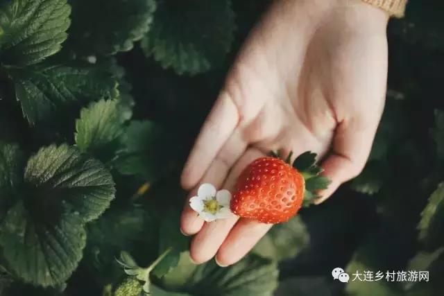 「话莓」之一：小草莓何以两年长成大产业？