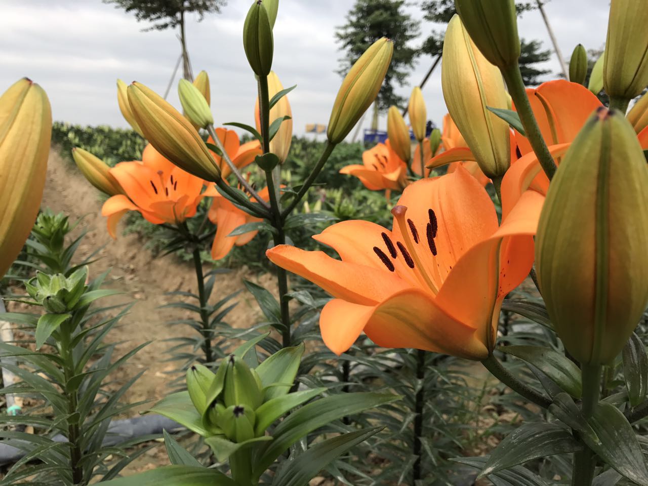 里水梦里水乡百花园免费,里水梦里水乡百花园白天美景