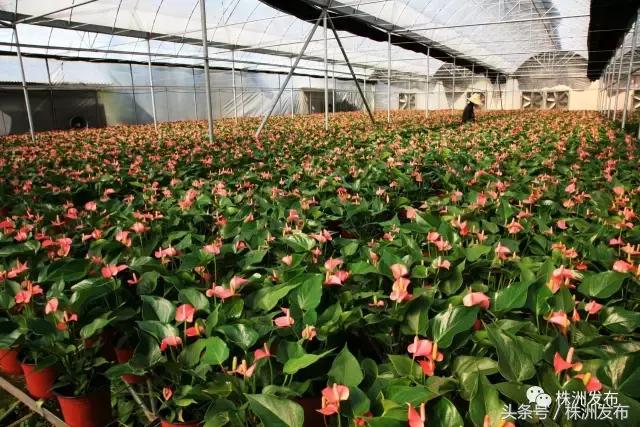 2019株洲改造工程,株洲路改造最新消息