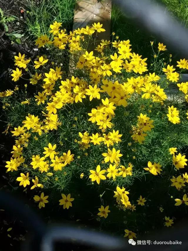 养多肉人发的朋友圈,养肉者们分享的多肉视频