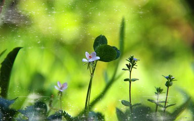 闻香识女人玫瑰,闻香识女人里的美丽佳人