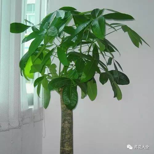 花死了花盆要不要扔,花死了要不要扔