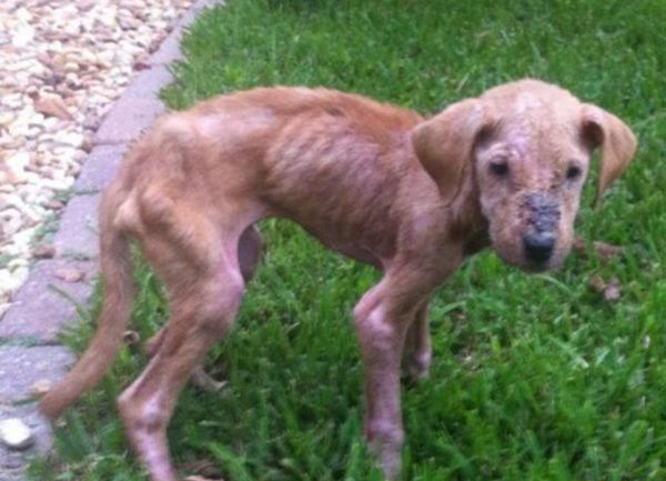 领养了被遗弃的狗狗,领养了一只被弃养的狗狗