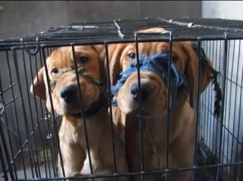 最有良心的狗贩子,一个有良心的狗贩子