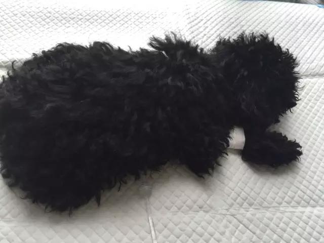 最有良心的狗贩子,一个有良心的狗贩子