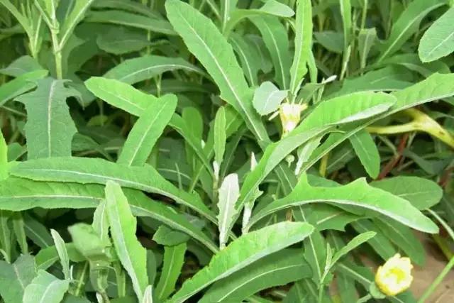 云南人再贵也要吃野生菌,云南人吃饭奢侈