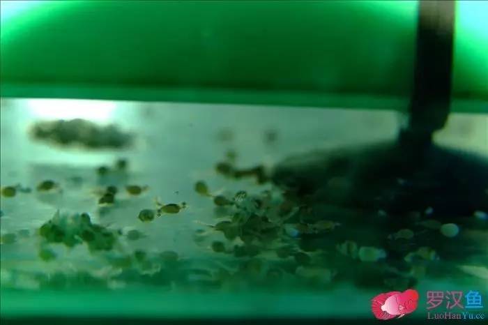 罗汉参的繁殖方法,罗汉鱼怎么养起头