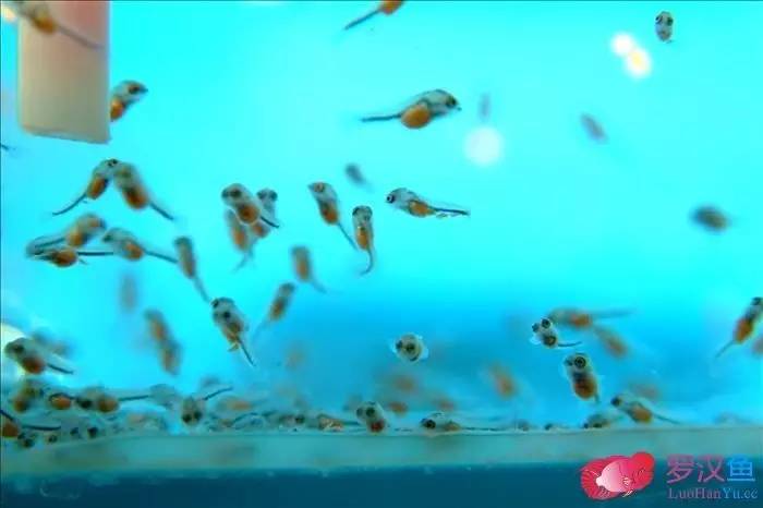 罗汉参的繁殖方法,罗汉鱼怎么养起头