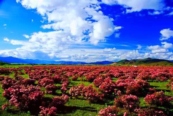 中国每个季节的旅游攻略 (中国一年四季的旅游攻略)