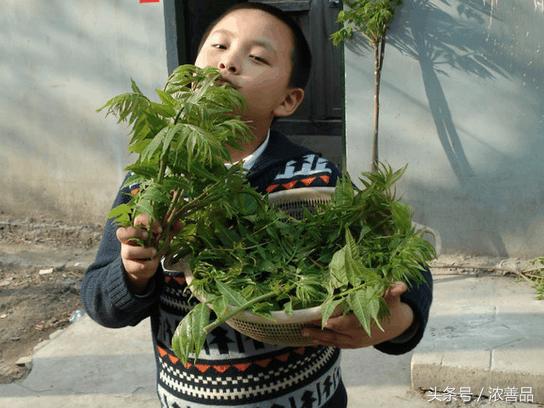 一种长在树上的野菜，营养价值名列前茅，难怪大家都爱吃！