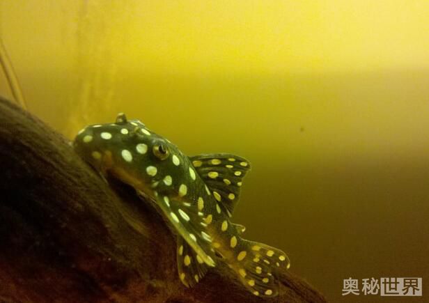 24k黄金达摩野生和人工的区别,24k黄金达摩真的有黄金吗