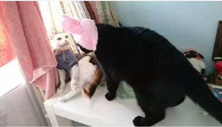 主人在汪星人的鼻子上放了一朵花，谁知道突然降落了一只蝴蝶！