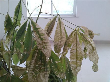 养花小窍门发财树叶子发黄怎么办,室内养的发财树叶子发黄怎么办