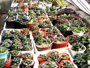 鏃ユ湰鐜夐湶澶氳倝澶ф,浠庡鑲夊ぇ妫氶噷璺戝嚭鏉ョ殑澶氳倝