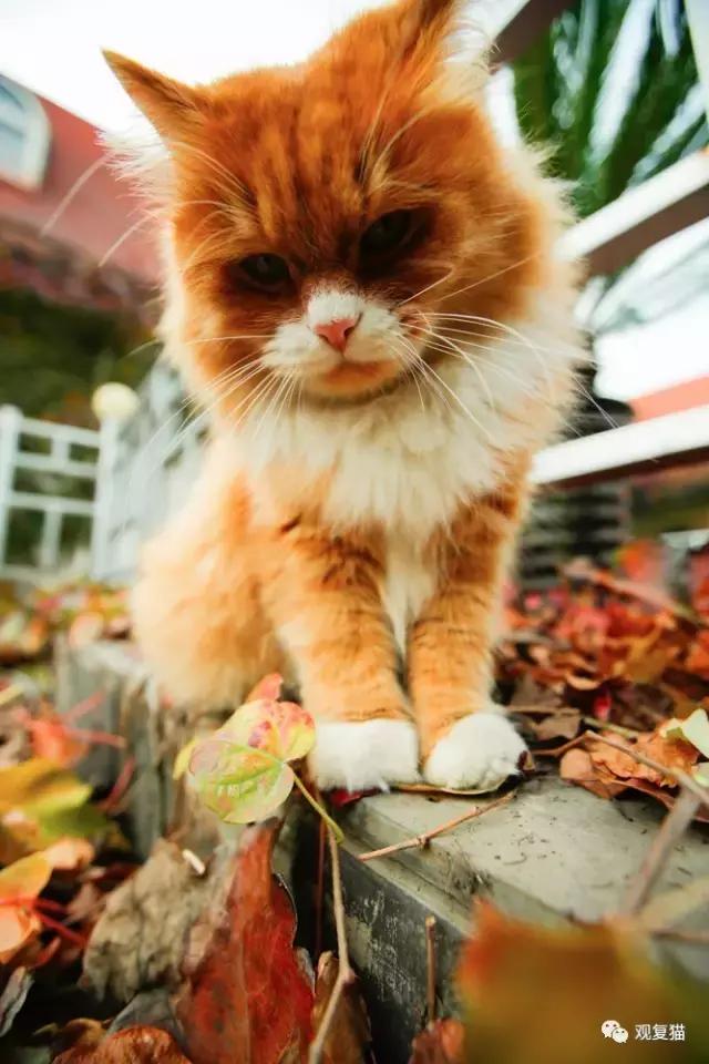 蓝猫找猫报应,蓝毛找猫