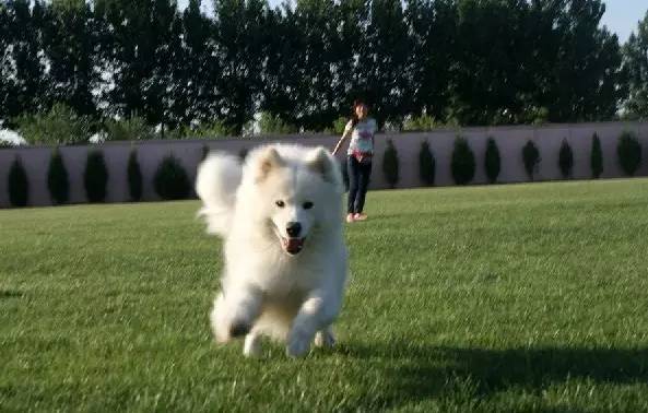 家庭式寄养哪家比较好,家庭式寄养靠谱吗