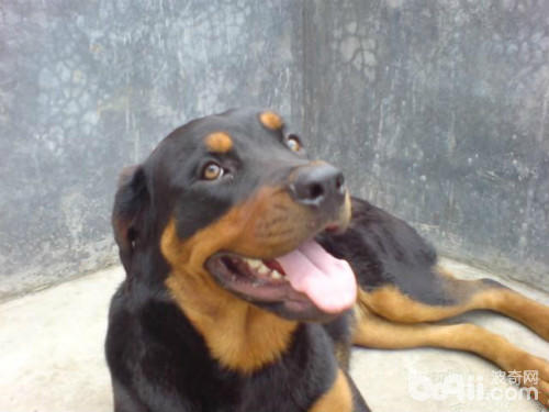 四眼土狗有几种类型,小土狗四眼狗