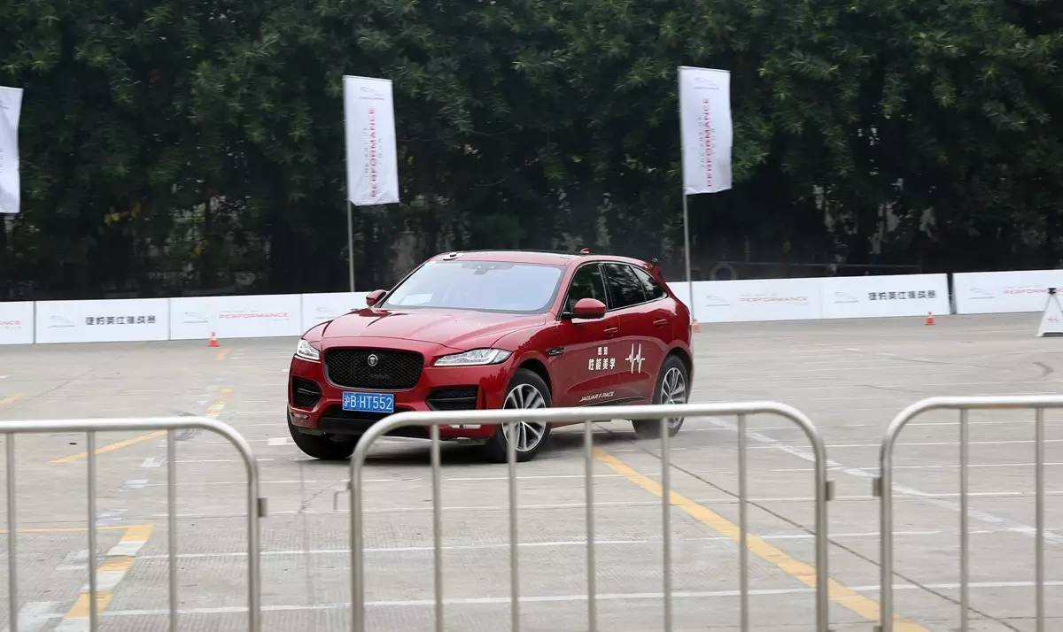 家宠美洲虎,人工饲养的美洲虎