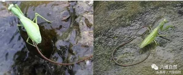 铁线虫有哪些秘密,铁线虫最怕的克星是蚯蚓