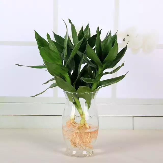 办公室桌面好养活的绿植,最适合办公室养的植物