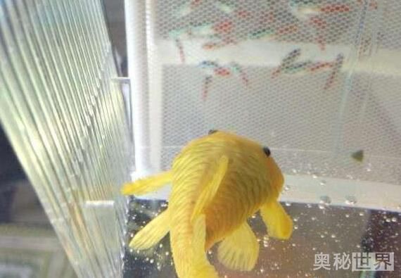 24k黄金达摩野生和人工的区别,24k黄金达摩真的有黄金吗