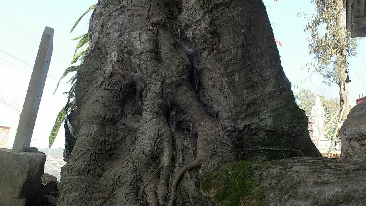 张道陵显灵,张道陵显灵事件四川