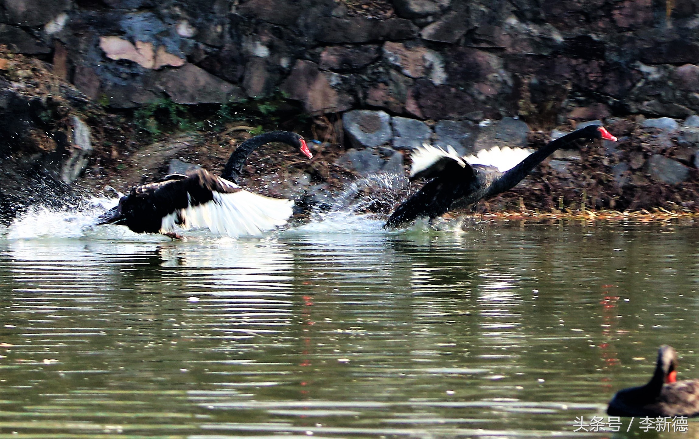 适马150-600镜头拍海上,适马150-600镜头拍视频怎么样
