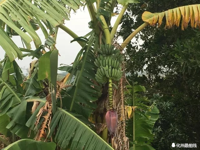可爱的家乡电白,茂名有可爱的家乡吗