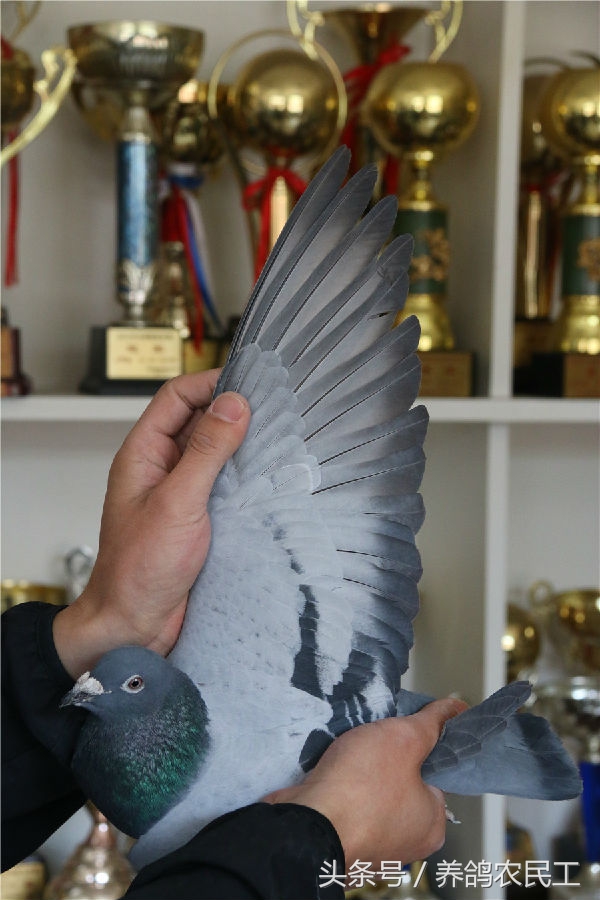 鸽子十全大补汤,鸽子一帆风顺