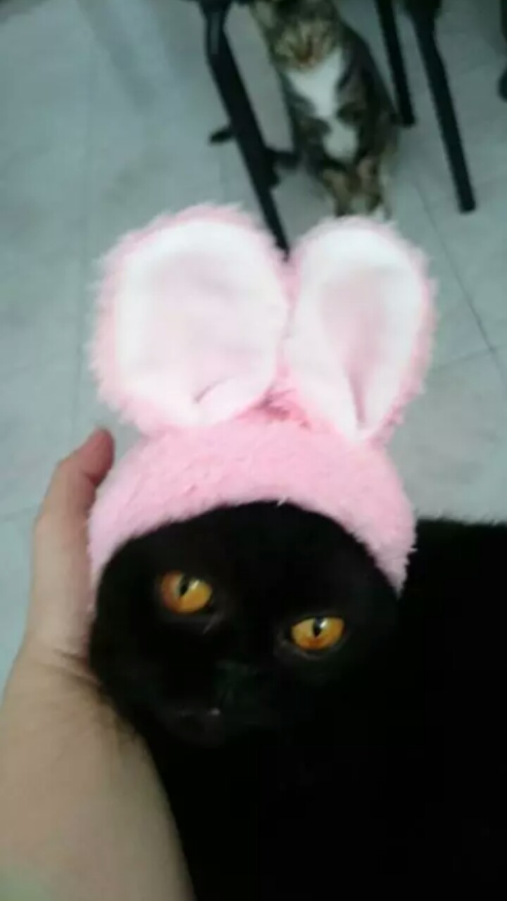 主人在汪星人的鼻子上放了一朵花，谁知道突然降落了一只蝴蝶！