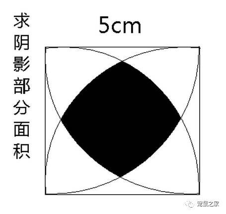 做四有军人,做豚鼠便当