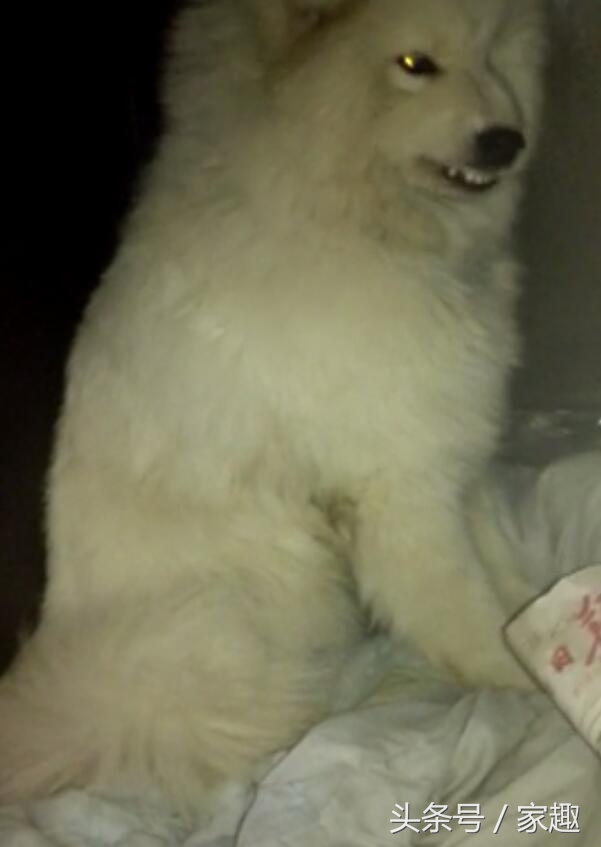 两只萨摩耶咬死900只鸡完整版,萨摩耶咬死900多只鸡