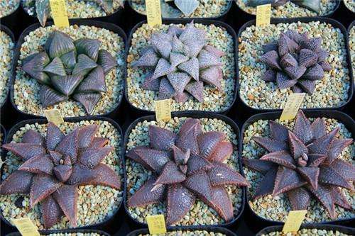 鏃ユ湰鐜夐湶澶氳倝澶ф,浠庡鑲夊ぇ妫氶噷璺戝嚭鏉ョ殑澶氳倝