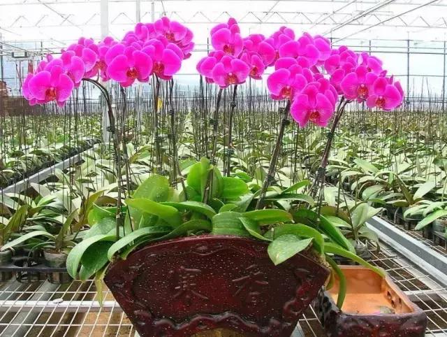 2022迎春花市深圳,深圳2024迎春花市怎么去