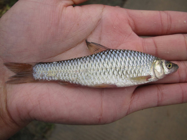 山里抓鱼,小溪抓鱼方法大全