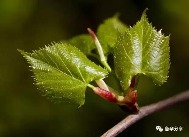 备孕除了吃叶酸还需要补维生素吗,孕妇备孕需要补叶酸哪个牌子好