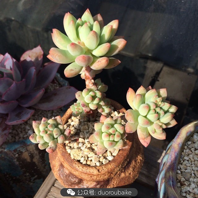 院子阳光房多肉,阳光房庭院多肉