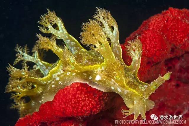 变性、伪装、雌雄同体--谁是微距世界的奇葩?