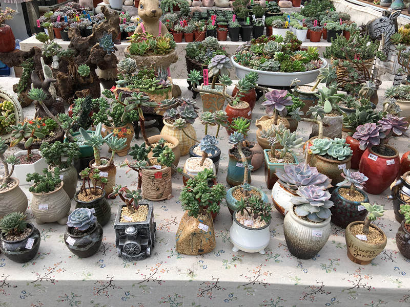 年宵花老桩,年宵花老桩图片大全