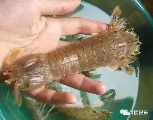 2017年霞浦“海鲜年历”出炉，你知道现在该吃什么吗？