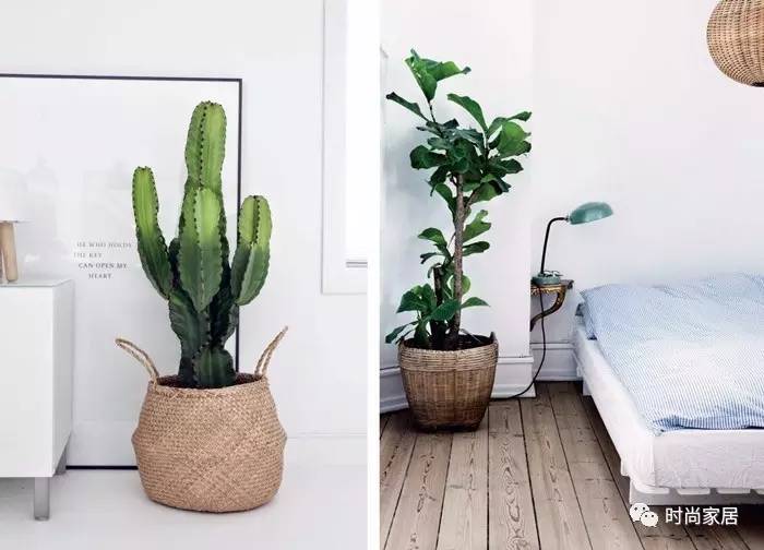 用植物点缀空间，请先抛弃老土花器